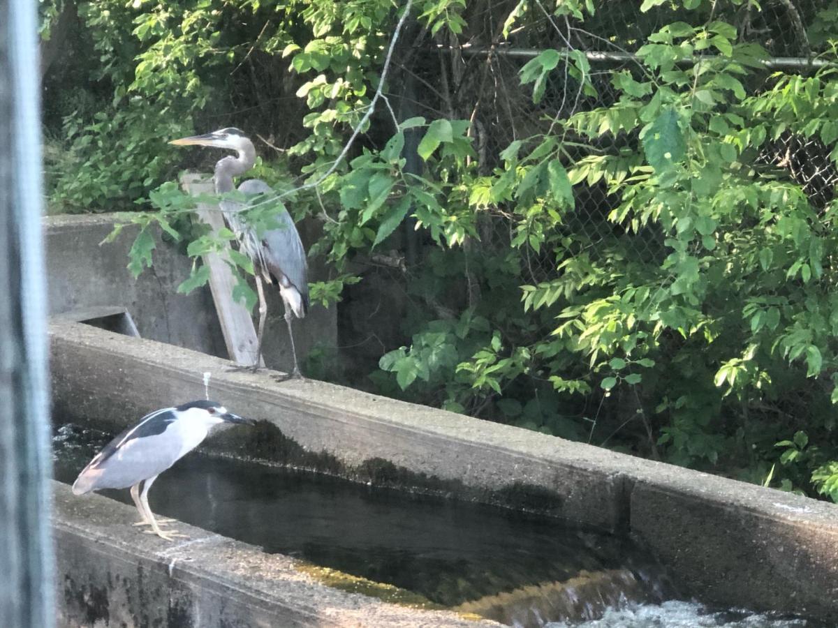 Herring Run Bourne Eksteriør billede